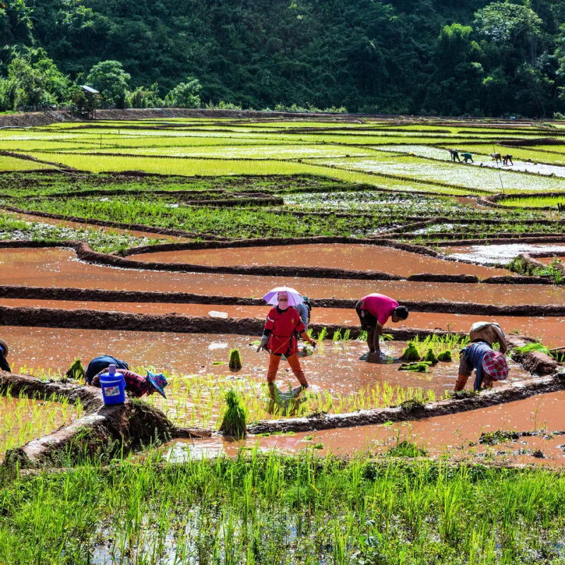 Farmers-Plant-Rice-in-Rice-Field-In-Central-Bali