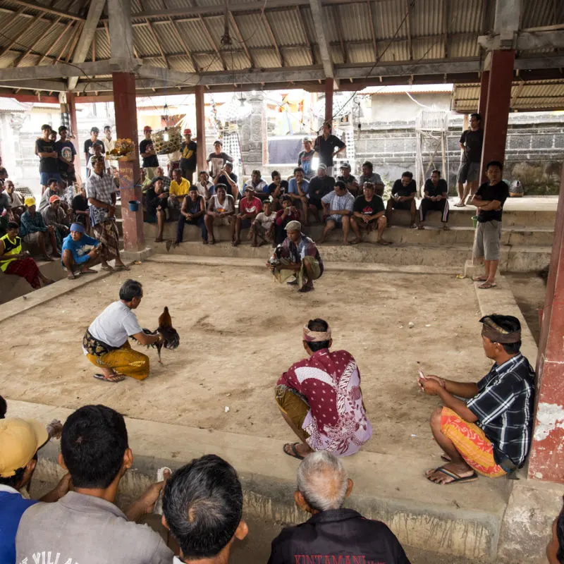 Local Men In Bali Gather To Watch cockfighting Event At Temple