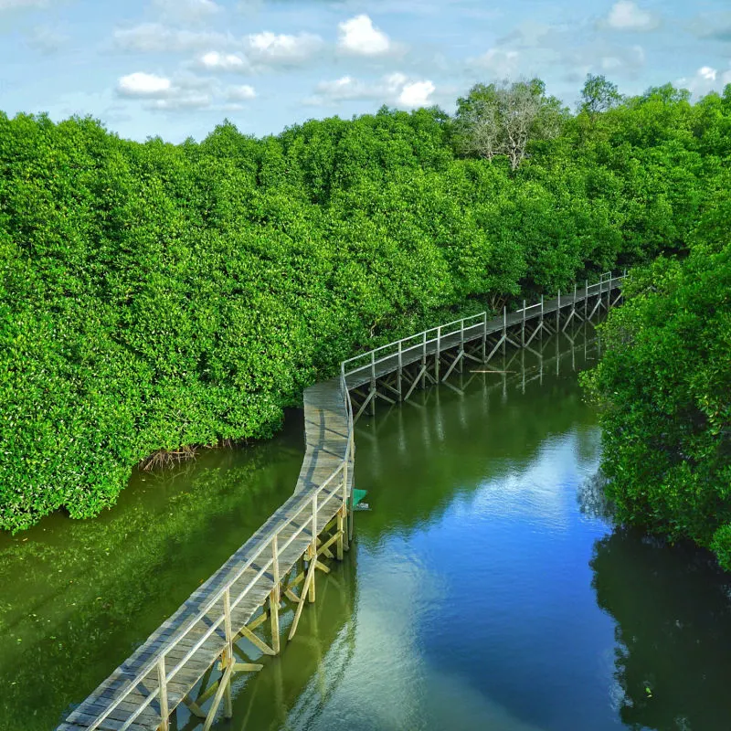 Mangrove-Restoration-Conservation-Ecosytem-In-Bali