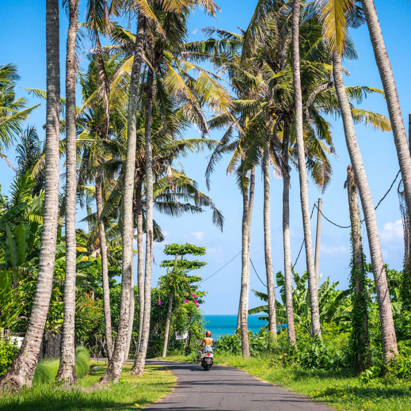 Moped-Driver-Drives-Down-Quiet-Bali-Street-Lined-With-Palm-Trees