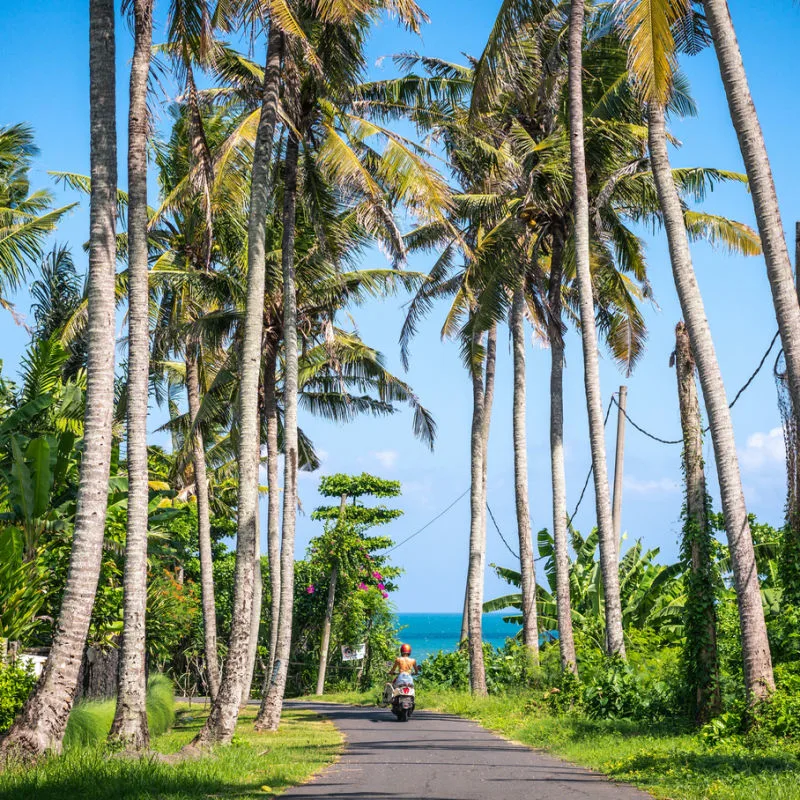 Moped-Driver-Drives-Down-Quiet-Bali-Street-Lined-With-Palm-Trees