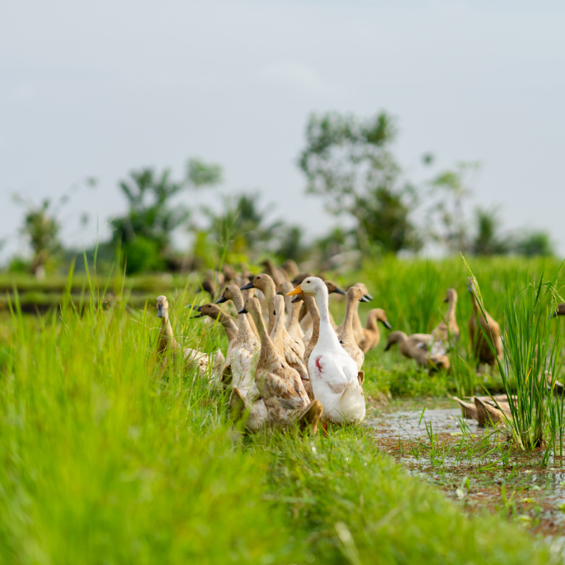 Runner Ducks Line Up Across Rice Field In Bali