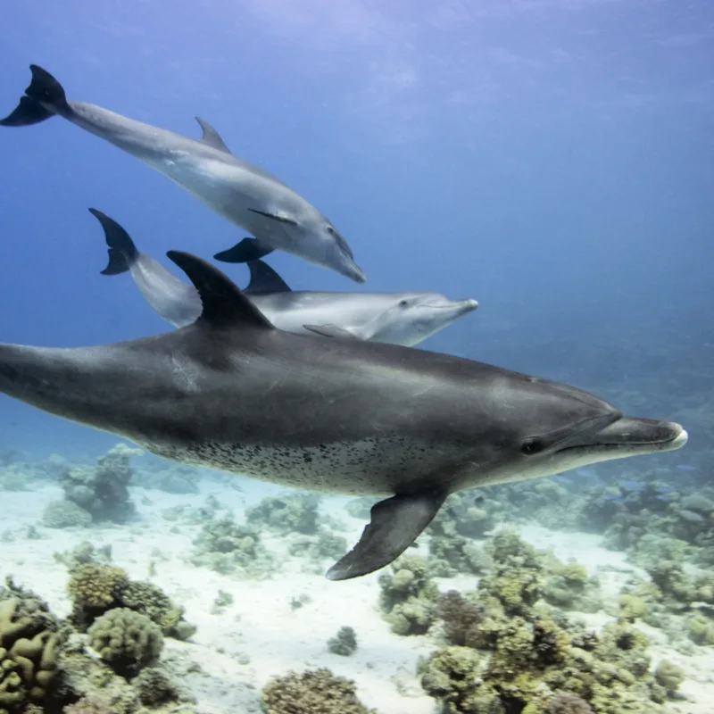 Three-Bottlenose-Dolphins-Swim-Close-To-The-Sea-Bed-Ocean-Floor