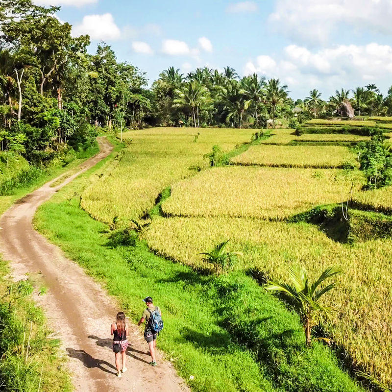 Tourist Couple Walk Down Farm Track Path In Agricultural Farmland Area Rice Fields In Bali