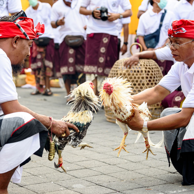 Two Balinese men Hold Cockerels for Bali Traditional Cockfight At Bali Temple.
