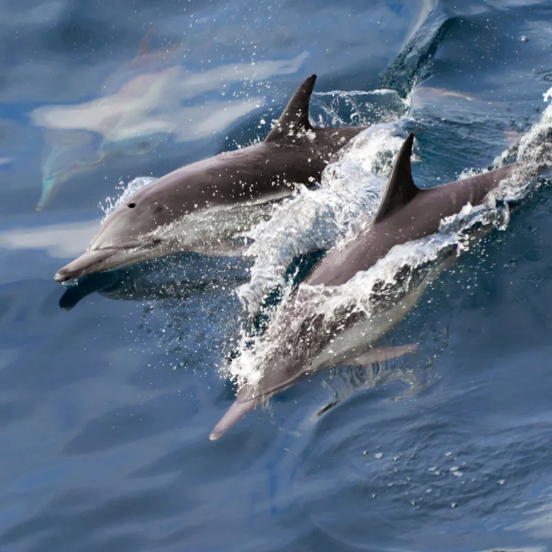 Two-Dolphins-Breach-The-Sea