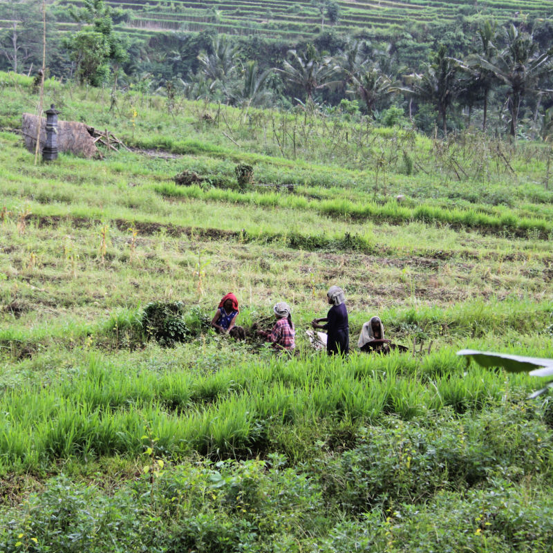 Women Work In Fields In Karangasem Regency In Bali.