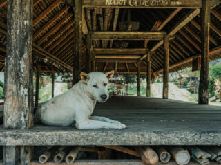 Animal Charities In Bali Win Battle Against Plans For Mass Culling Of Dogs After Rabies Scare