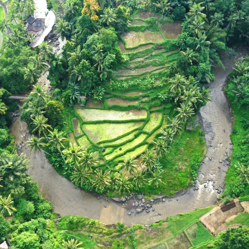 Ariel View Of Bend In Ayung River In Ubud Bali Surrounded By Tropical Forest