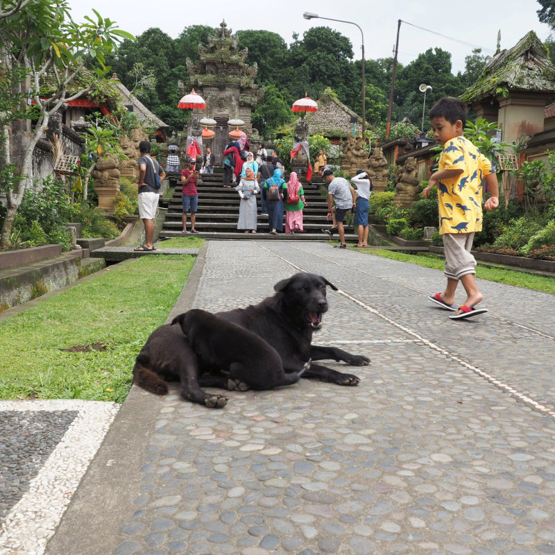 Black-Dog-In-xBali-Sits-In-Street-Of-Tradtional-Village-Temple