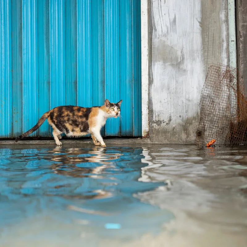 Black, Ginger and White Cat Dips Paw In Flood Water In Indonesia While Stood On Step Next To Blue Metal Door