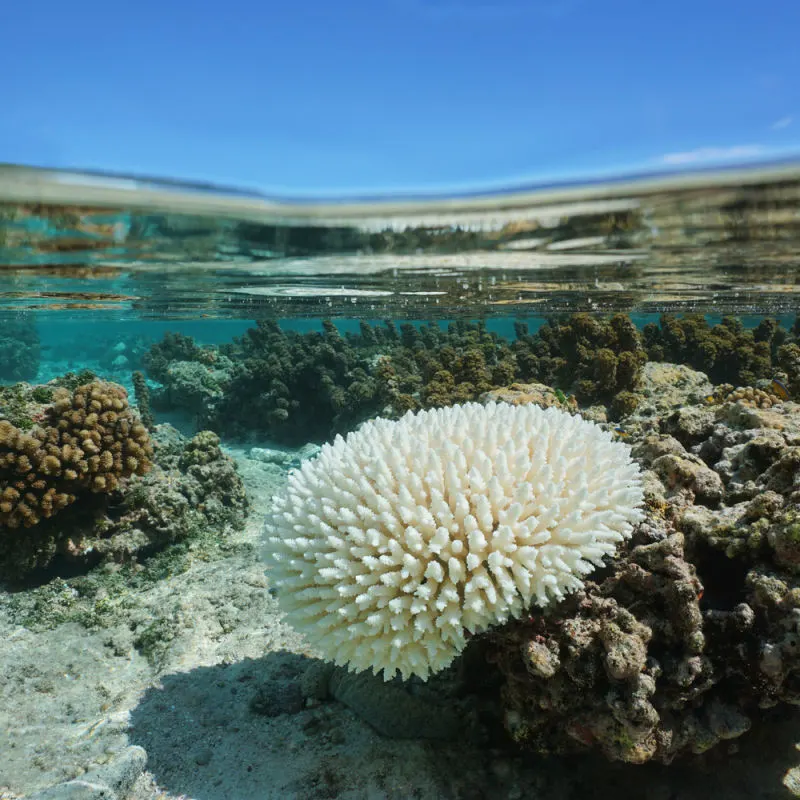 Ovarium mati, karang, di terumbu karang, di pantai Bali