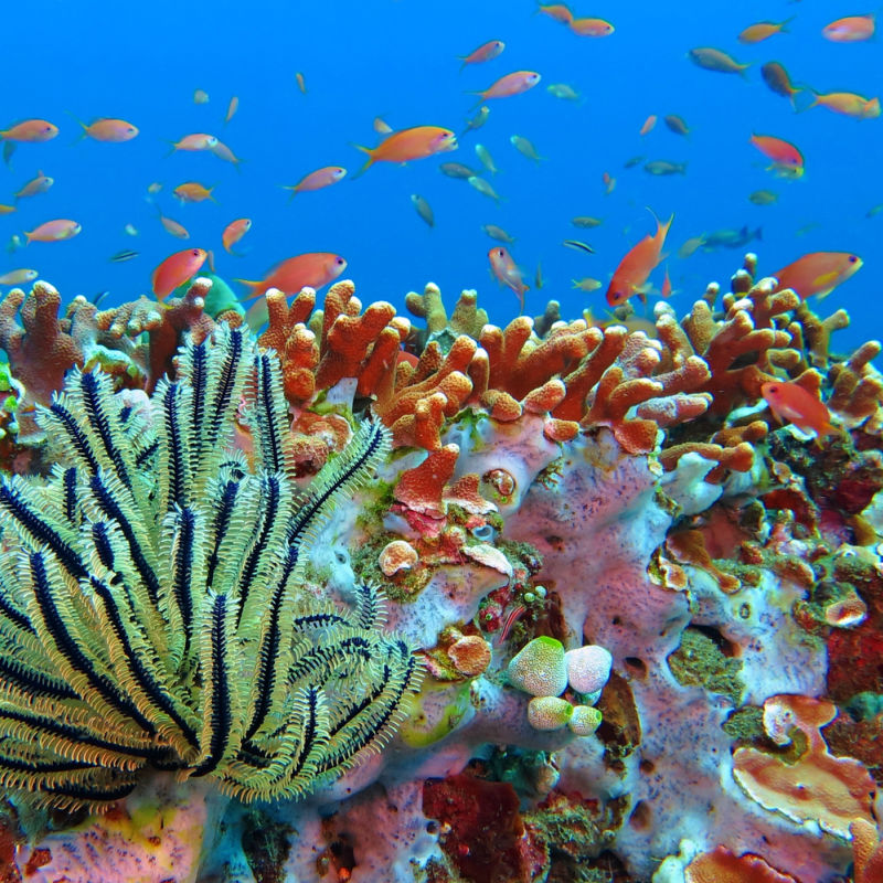 Brightly Colored Coral Reef With Tropical Fish Swimming Around Off Coast Of Bali