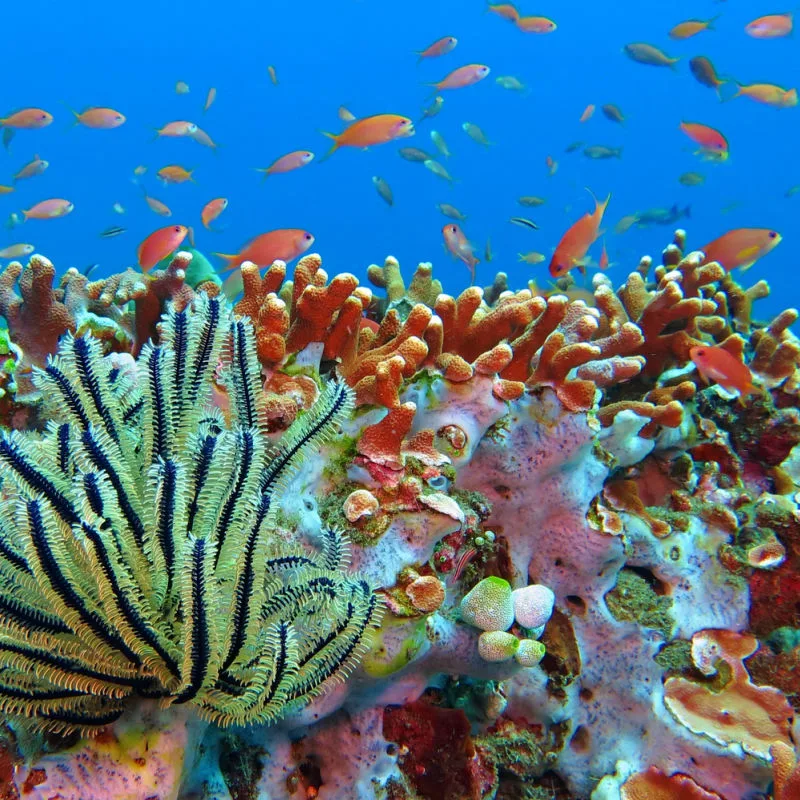 Brightly Colored Coral Reef With Tropical Fish Swimming Around Off Coast Of Bali