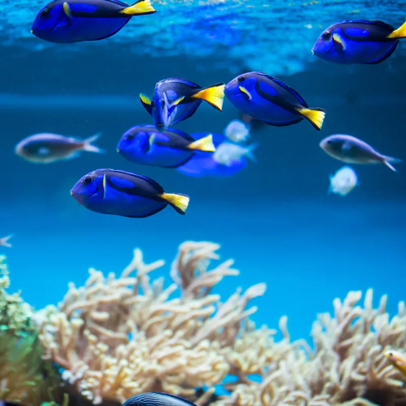 Dory Tropical Fish In Artificial Aquarium After Being Captured From Reef In Bali