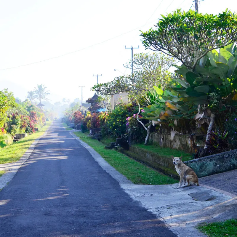 Empty-Local-Village-Road-Street-In-Central-Bali-With-A-Dog-On-A-Driveway