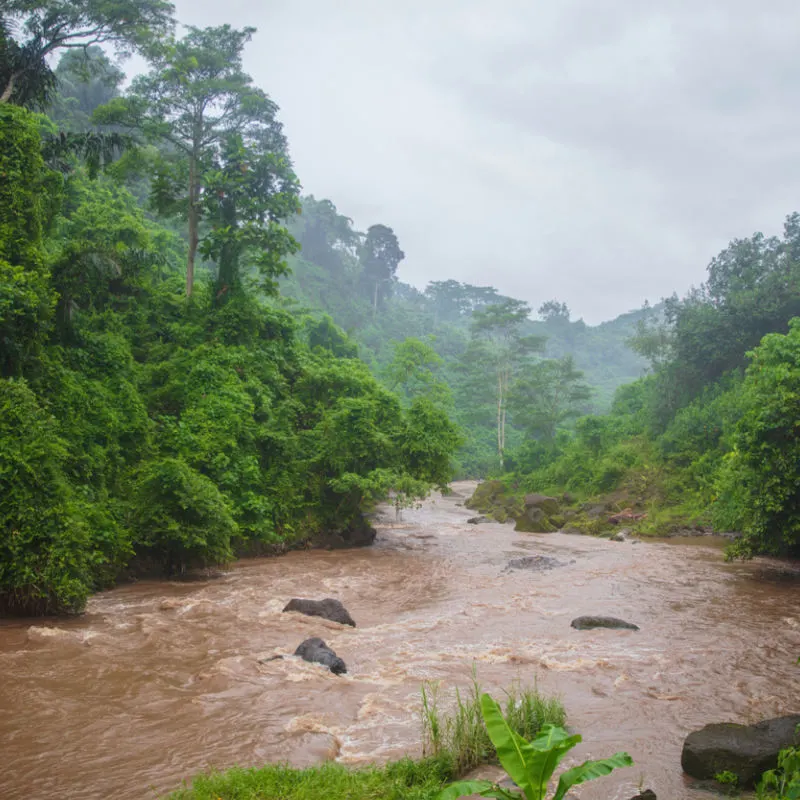 Flooded-River-In-Central-Bali-Muddy-River-Water-Surrounded-By-Green-Jungle