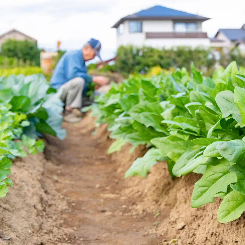 Old Man Grows Leafy Vegetables In A Field Farm Close To Houses