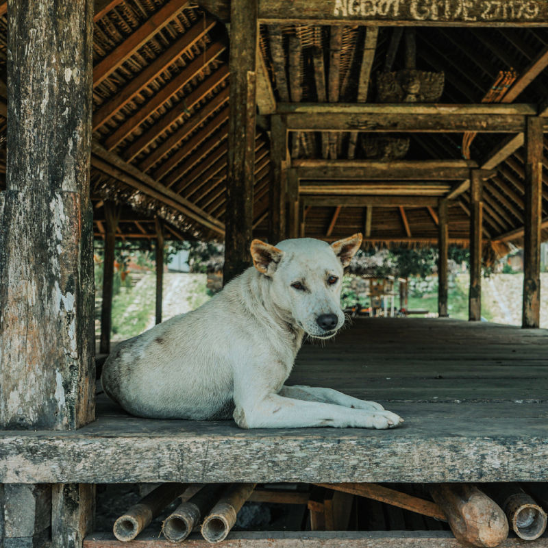 Old White Bali Dogs Sits Under Shelter
