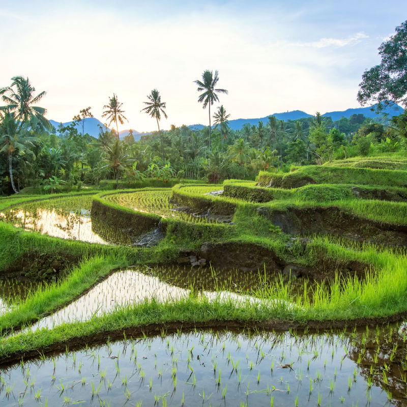 Rice-Paddy-Terraced-Fields-In-Central-Bali-Agricultural-Farm-Land