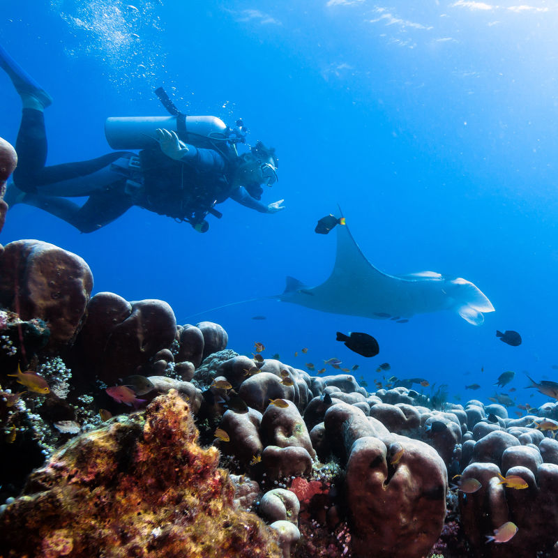 Scuba Diver In Bali Swims With Manta Ray