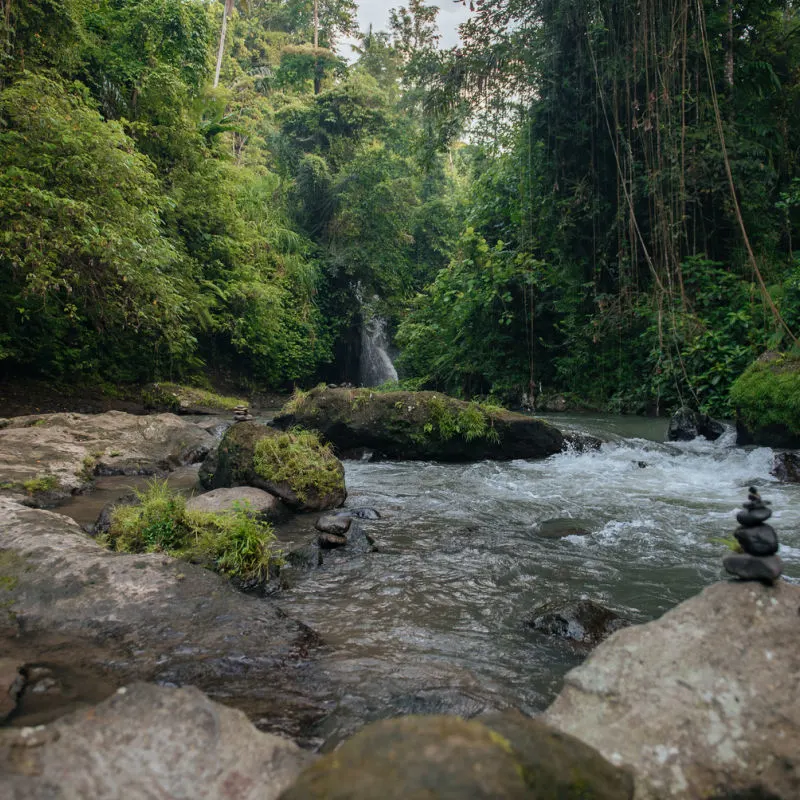 Shallow Flowing River In Central Bali Surrounded By Jungle