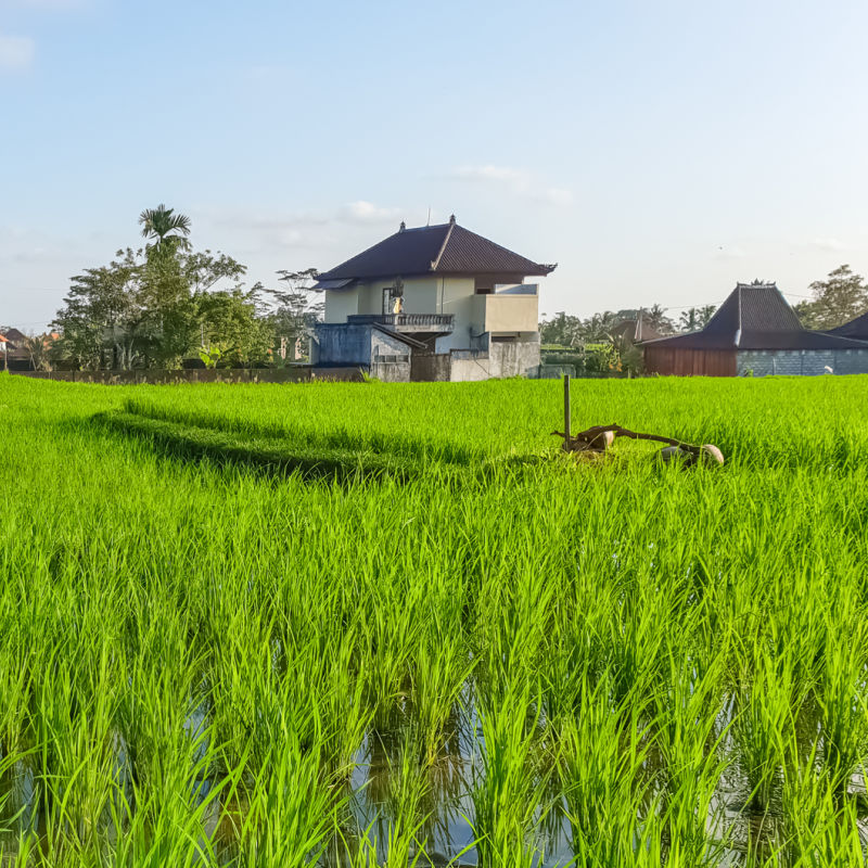 Tourist Villa Sits On Rice Paddy In Village Outside Ubud In Bali