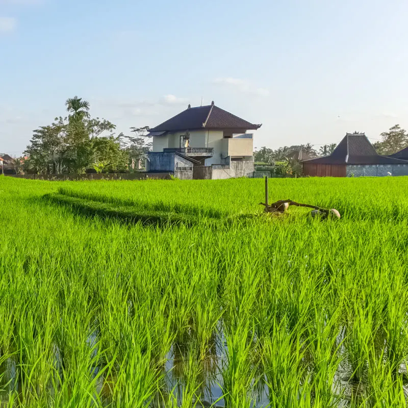 ツーリスト-ヴィラ-シッツオンライス-水田-村-外-ウブド-インバリ