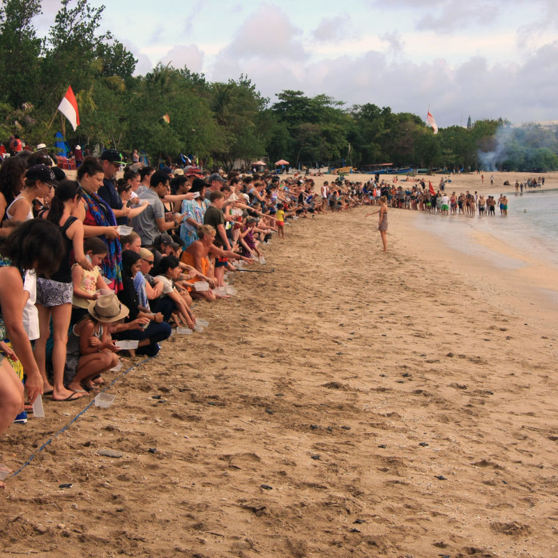 Tourists-In-Bali-Release-Baby-Sea-Turtles-Onto-Kuta-Beach