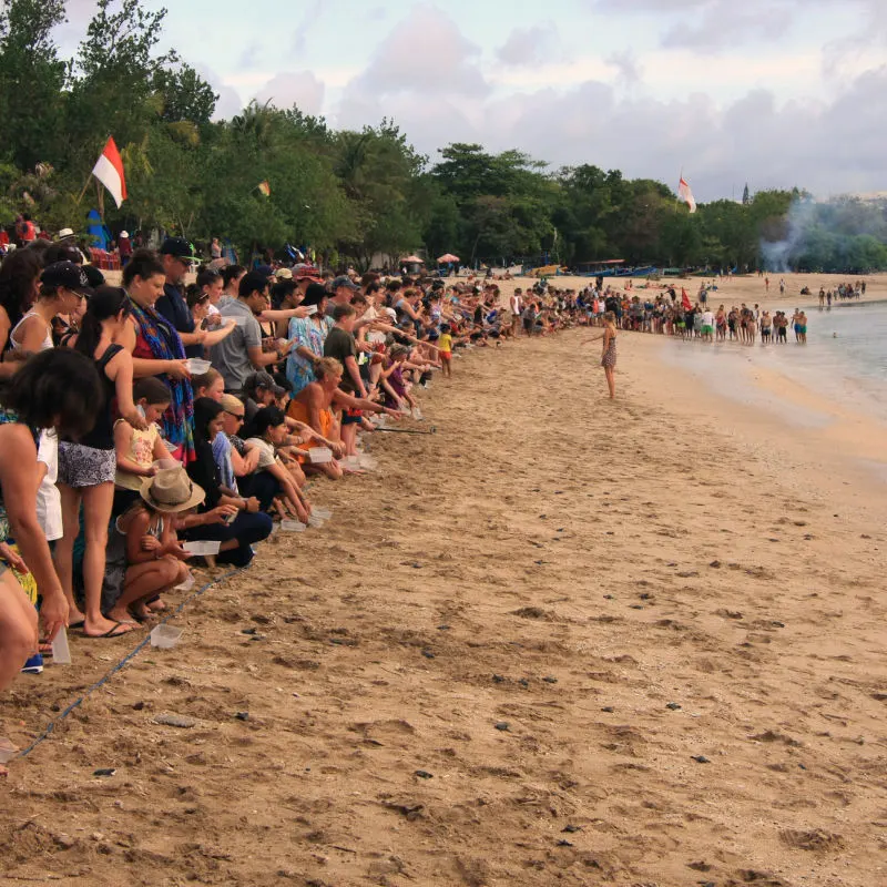 Tourists-In-Bali-Release-Baby-Sea-Turtles-Onto-Kuta-Beach