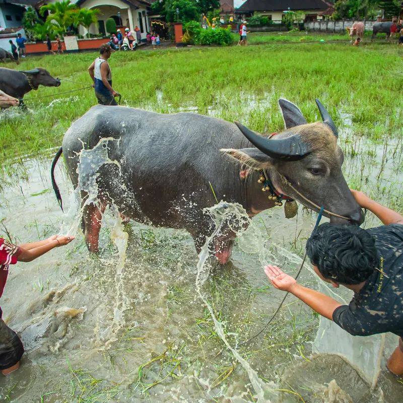 Young Farmers In Bali Wash Water Buffalo In Rice Paddy While Moving Livestock