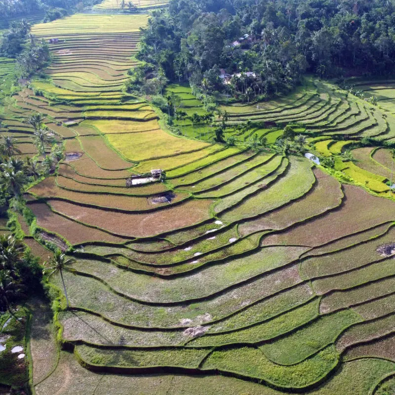 Ariel-View-Of-Rice-Fields-In-West-Bali