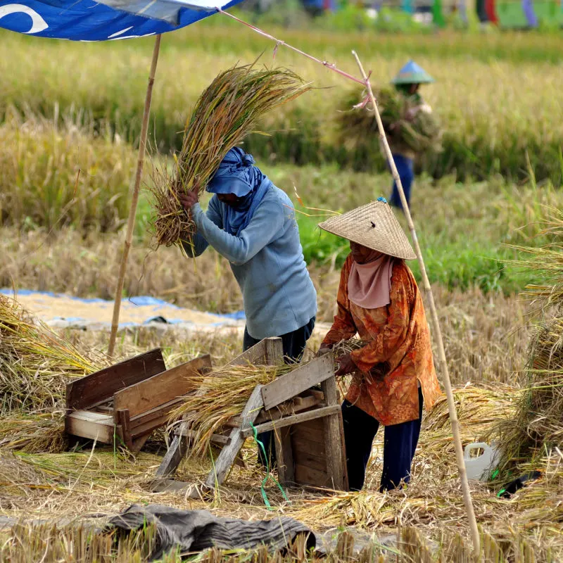  Farm Workers Thresh Rice Grains