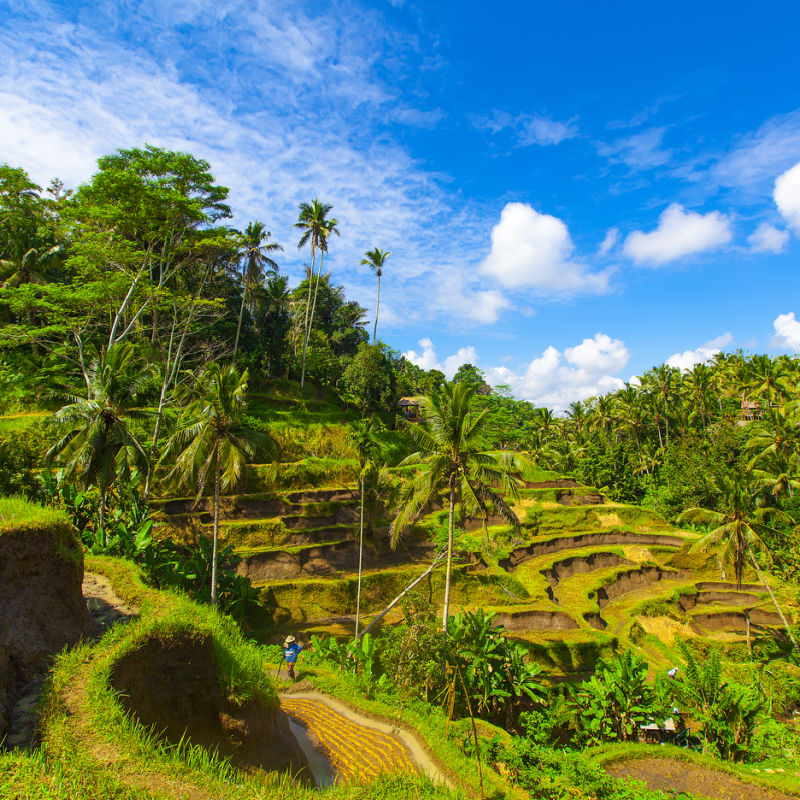 Rice Field Terraces On A Sunny Day