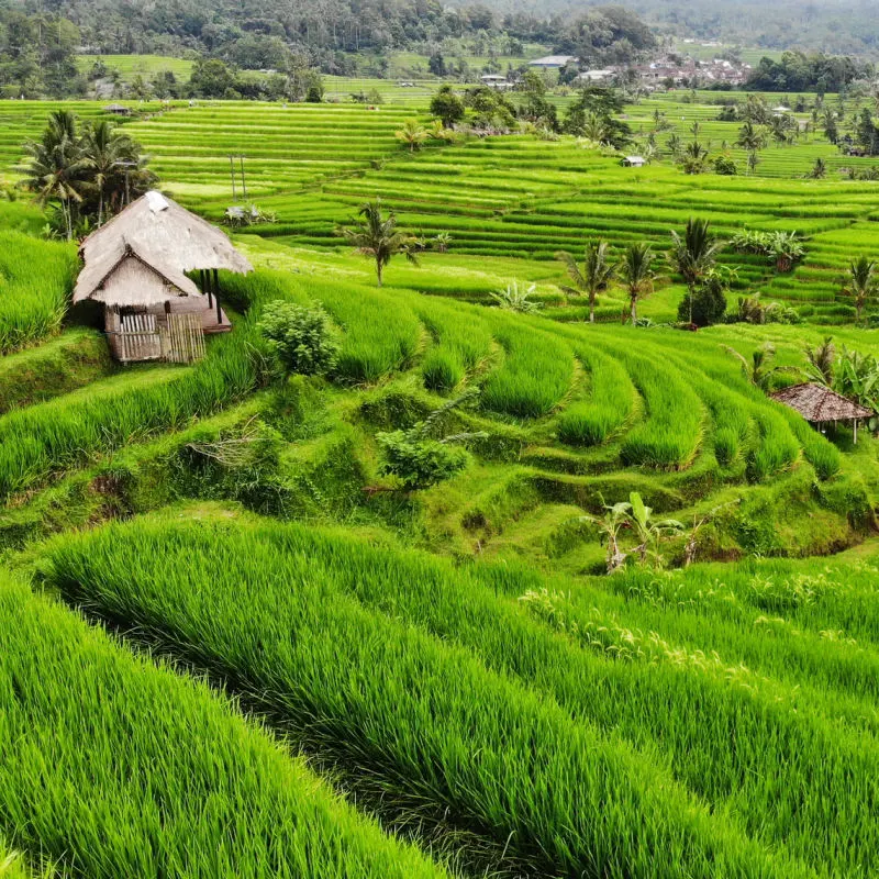 Bali Rice Fields In Rural Area Green Fields And Small Land Houses And Sheds