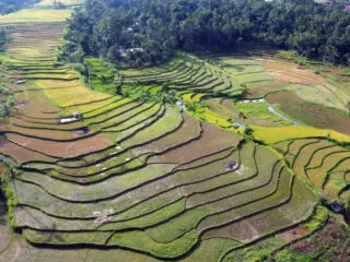 Farmers Claim New Toll Road Threatens Bali's Food Security And Iconic Rice Fields