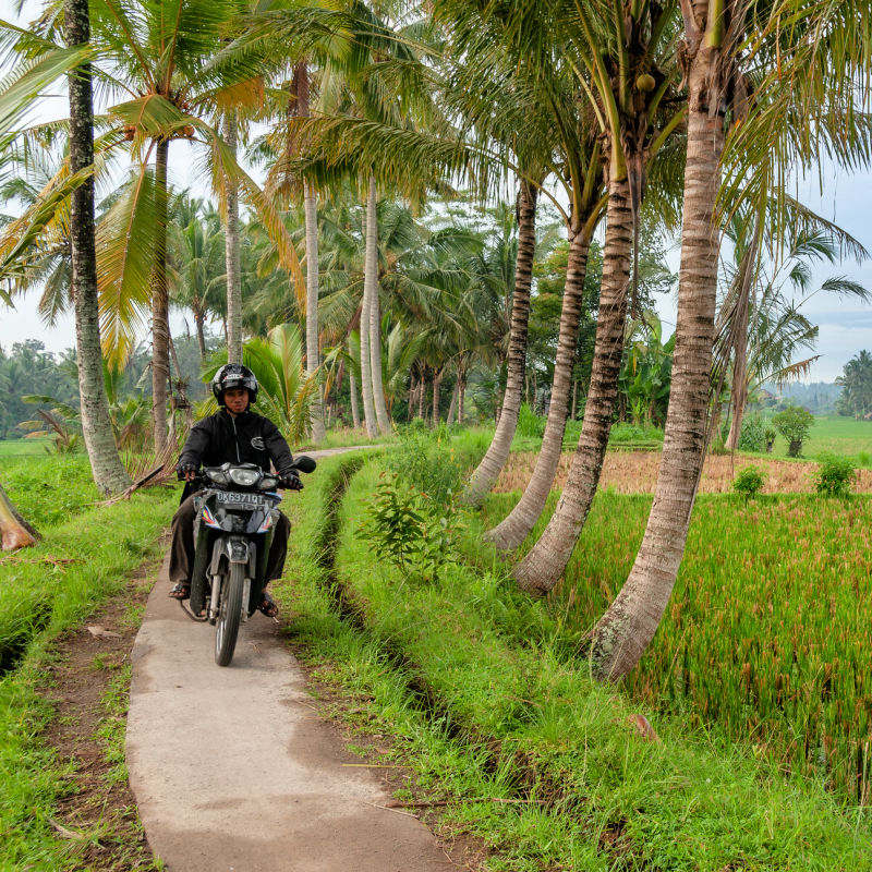 Moped-Driver-Drive-Along-Narrow-Shortcut-Pathway-By-Bali-Farmland