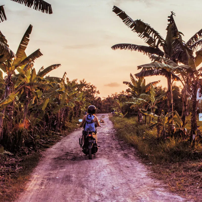 Moped Driver Drives Down Rural Farm Track Road In Bali Lined With Banana Trees.jpg