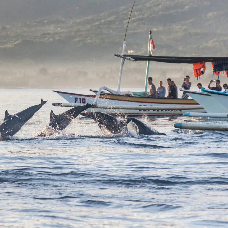 Tourists On A Dolphin Watching Boat Tour In North Bali.