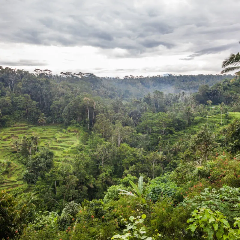 View Of Farmland And Jungle In Bali