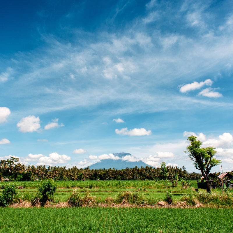 View Of Mount Agung in The Distance From Farmland