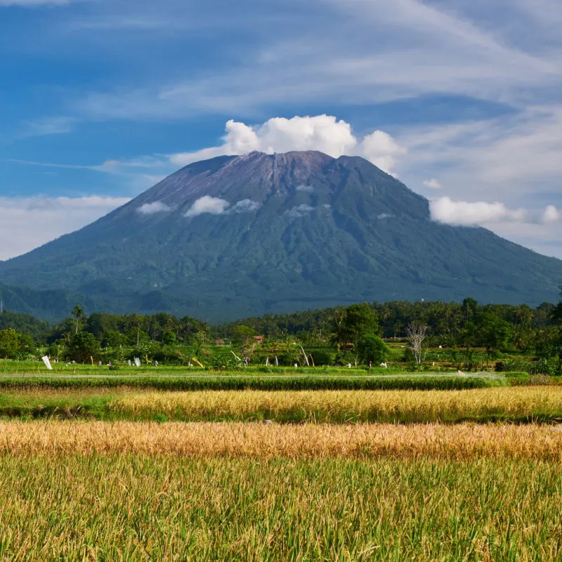 View Of Rice Fields In Rural  In The Shadow Of Mount Agung.