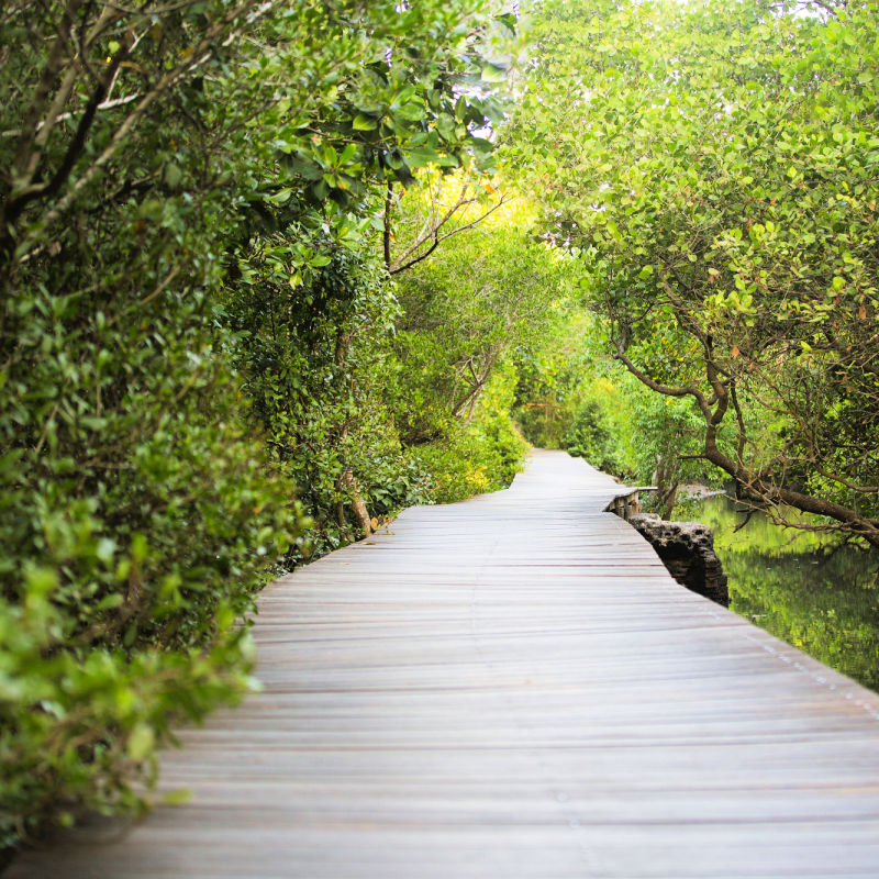 Walkway Through Bali Mangrove Conservation Forest