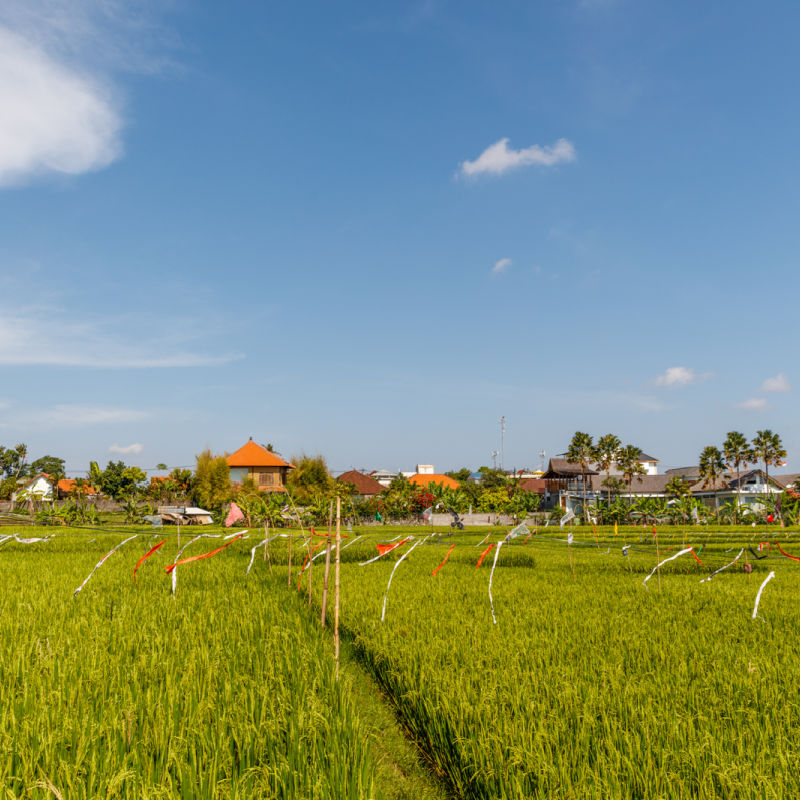 Canggu Village Farm Rice Fields