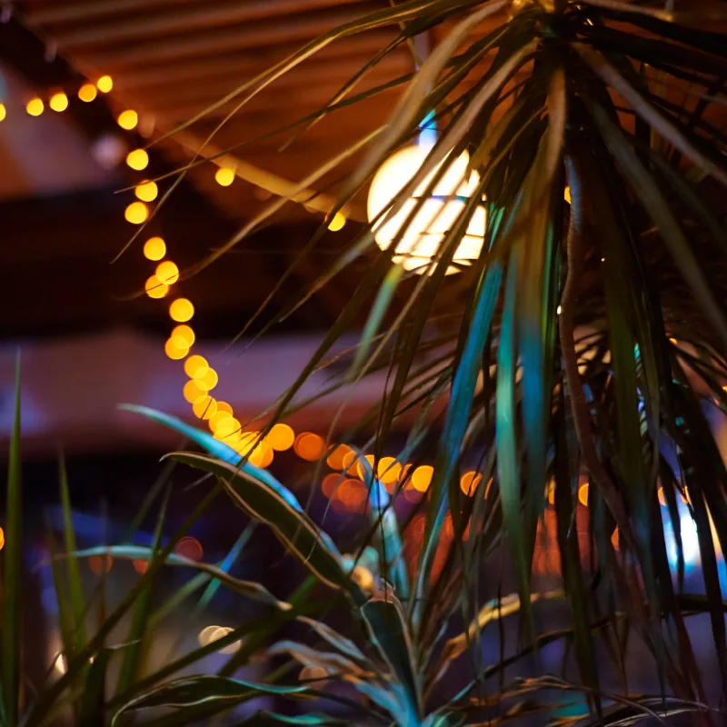 Palm-Leaves-At-A-Bali-Nightclub-Bar-and-Cute-Light-