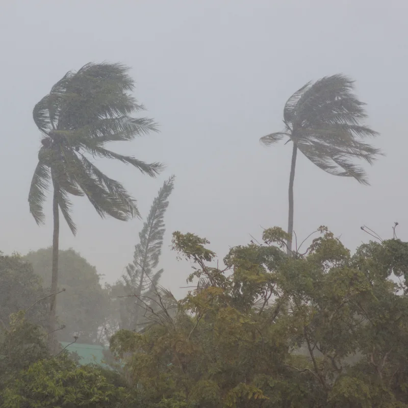 palm trees swaying in a storm