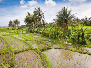 Research Reveals Water Scarcity In Bali Threatens Culture And Industry