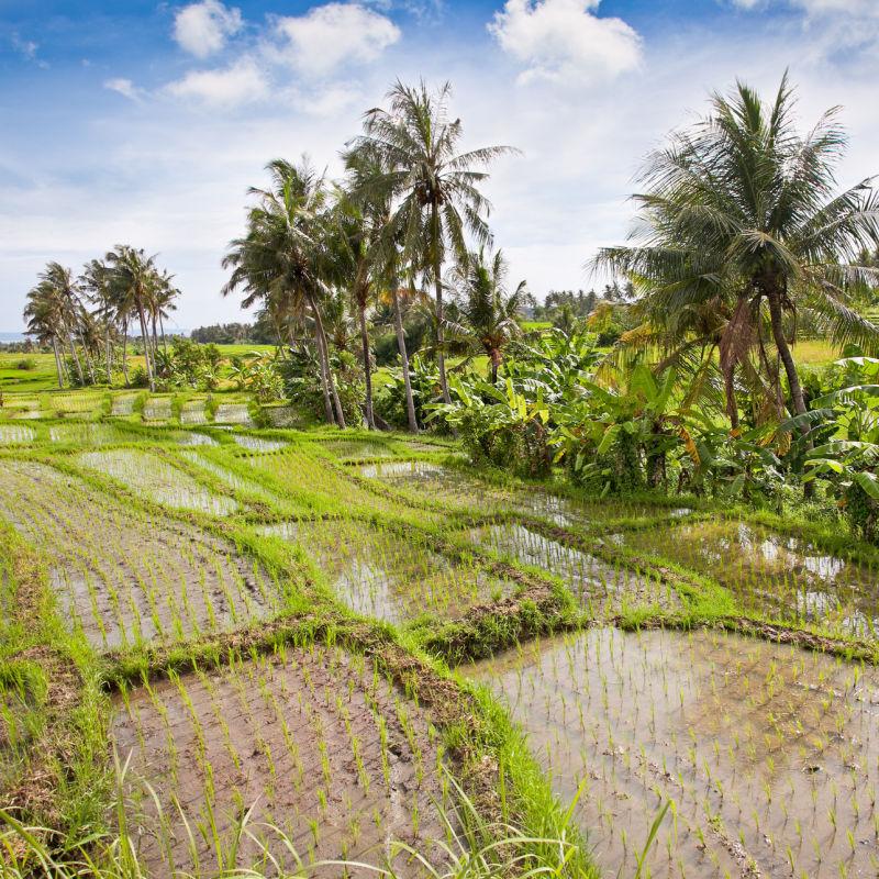Rice Field In Central Bali