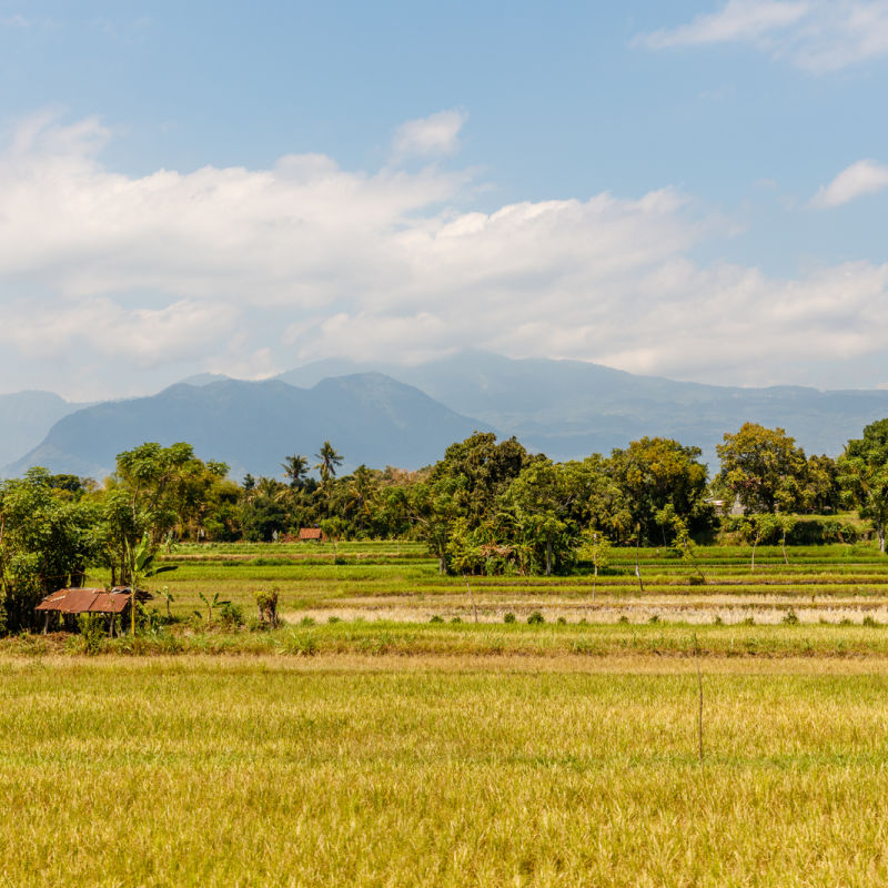 Rice Fields And Farmland In Rural Buleleng Regency In Bali