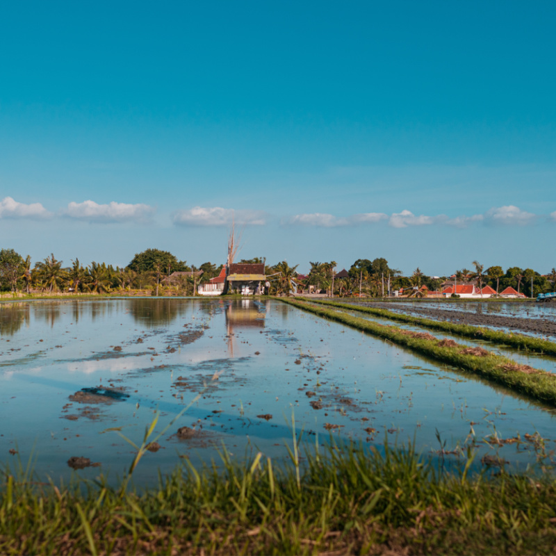 Rice Paddied Farmland In Canggu Bali